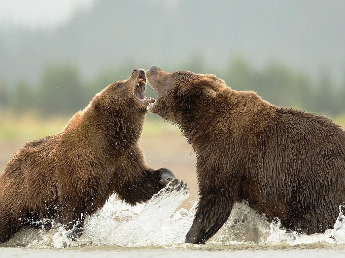 Сибирский-медведь-Описание-и-образ-жизни-сибирского-медведя-8
